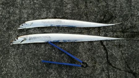 ケーソン、朝にタチウオの時合いありました。…